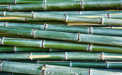 Bis zu ihrer Verarbeitung gestapelte Bambusstangen.
