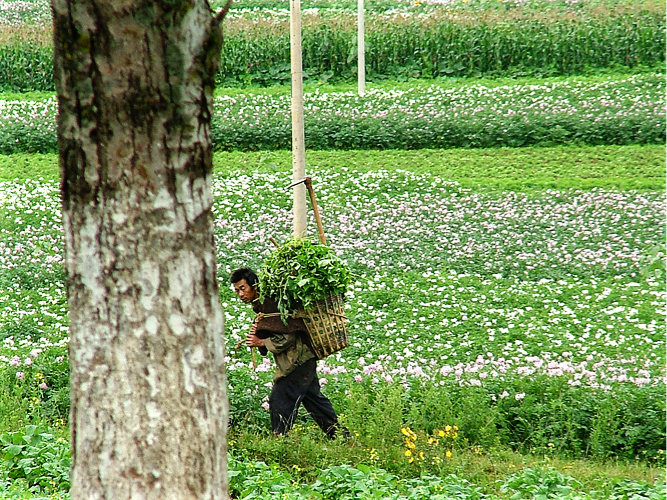 Bauer bei der Ernte.